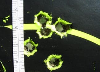 Understanding Your Rifle’s Performance Through Standard Deviation robby 3